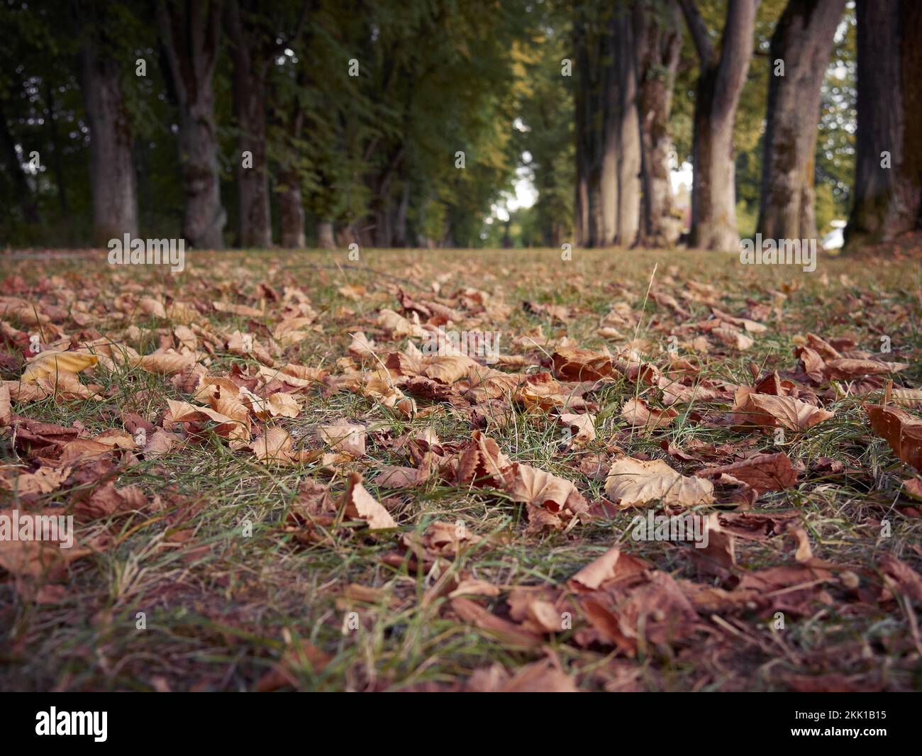 A low angle shot of a beautiful path with tall trees covered with ...