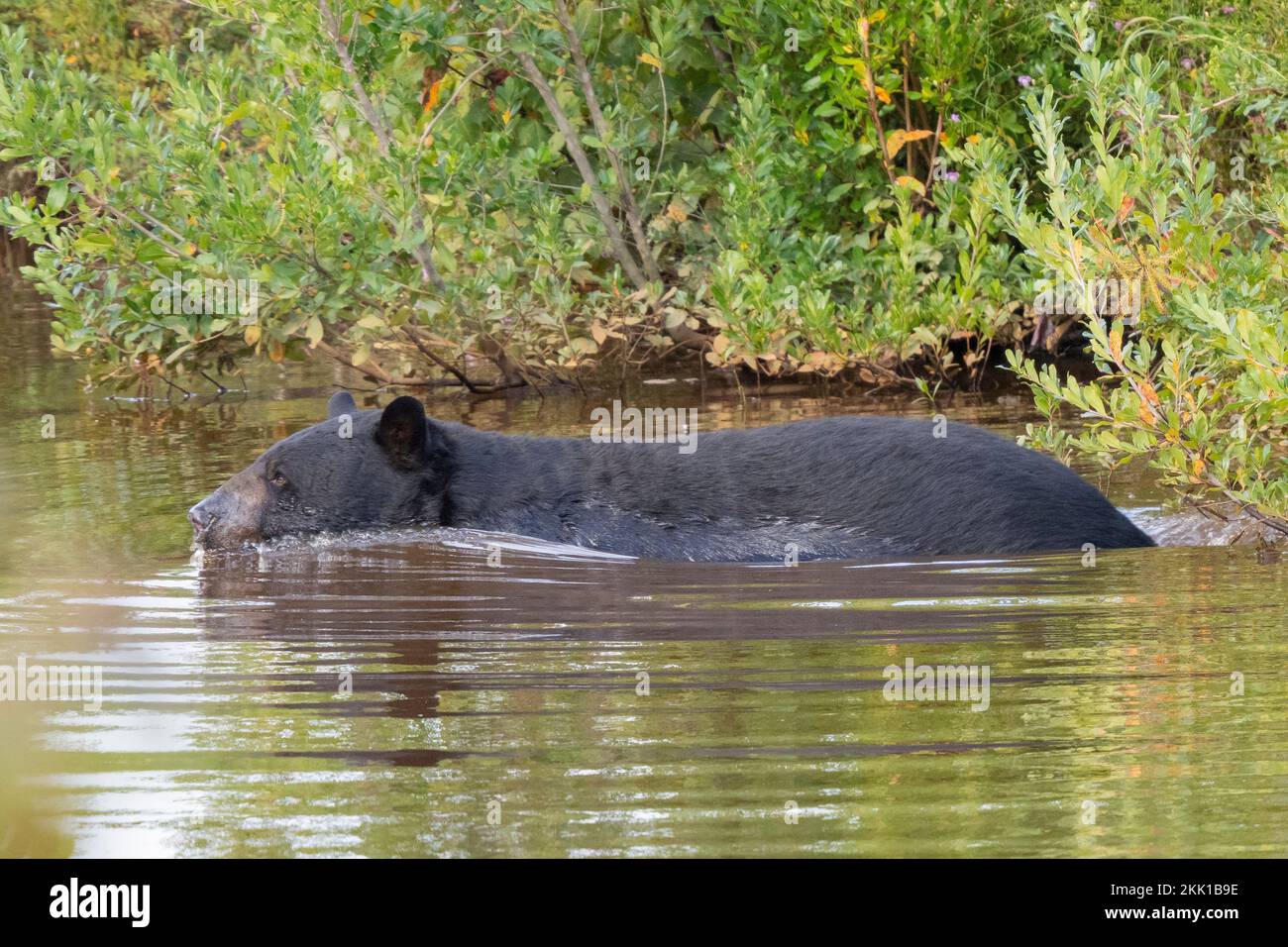 American Black Bear (Ursus americanus) swimming across a stream Stock Photo