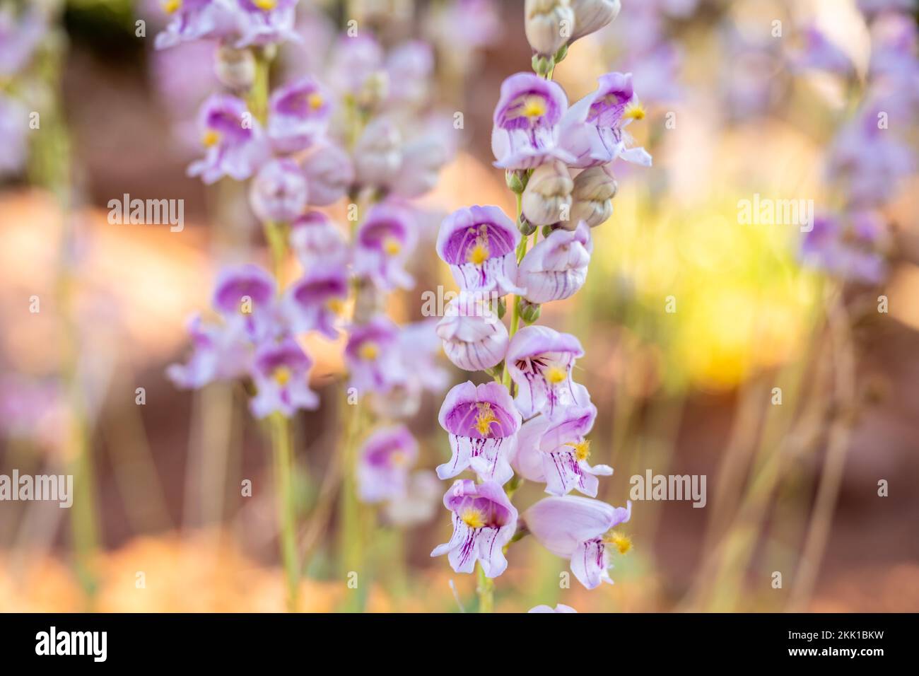 Group of Zion Penstemon Blossoms blooming in early summer Stock Photo