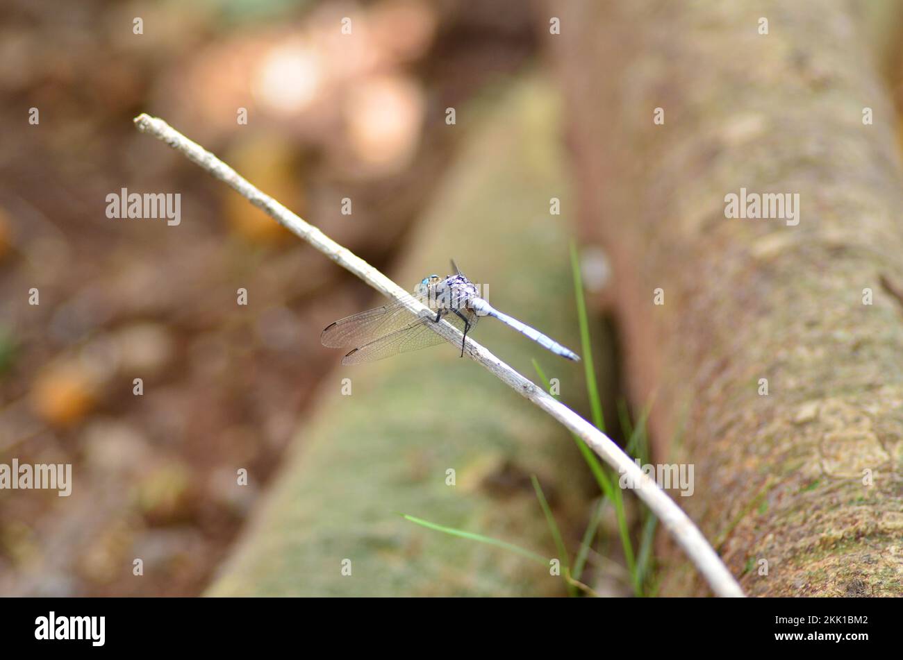 A Blue dragon fly, resting on a stick Namibia Africa Platycnemis ...