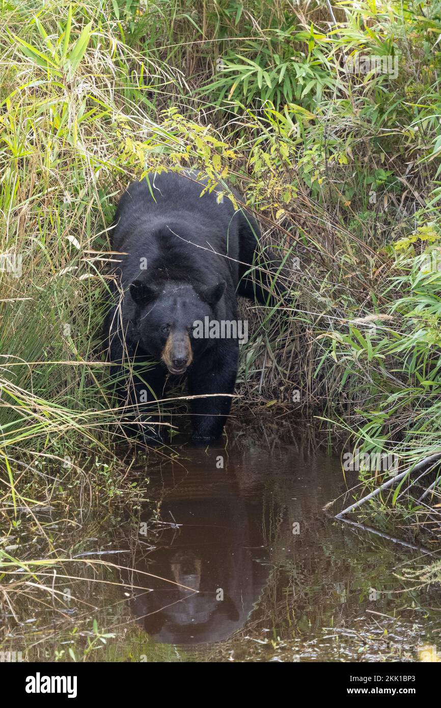 American Black Bear (Ursus americanus) preparing to swim across a stream Stock Photo