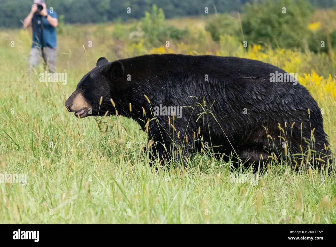 American Black Bear (Ursus americanus) walking in tall grass wiht photographer in background Stock Photo