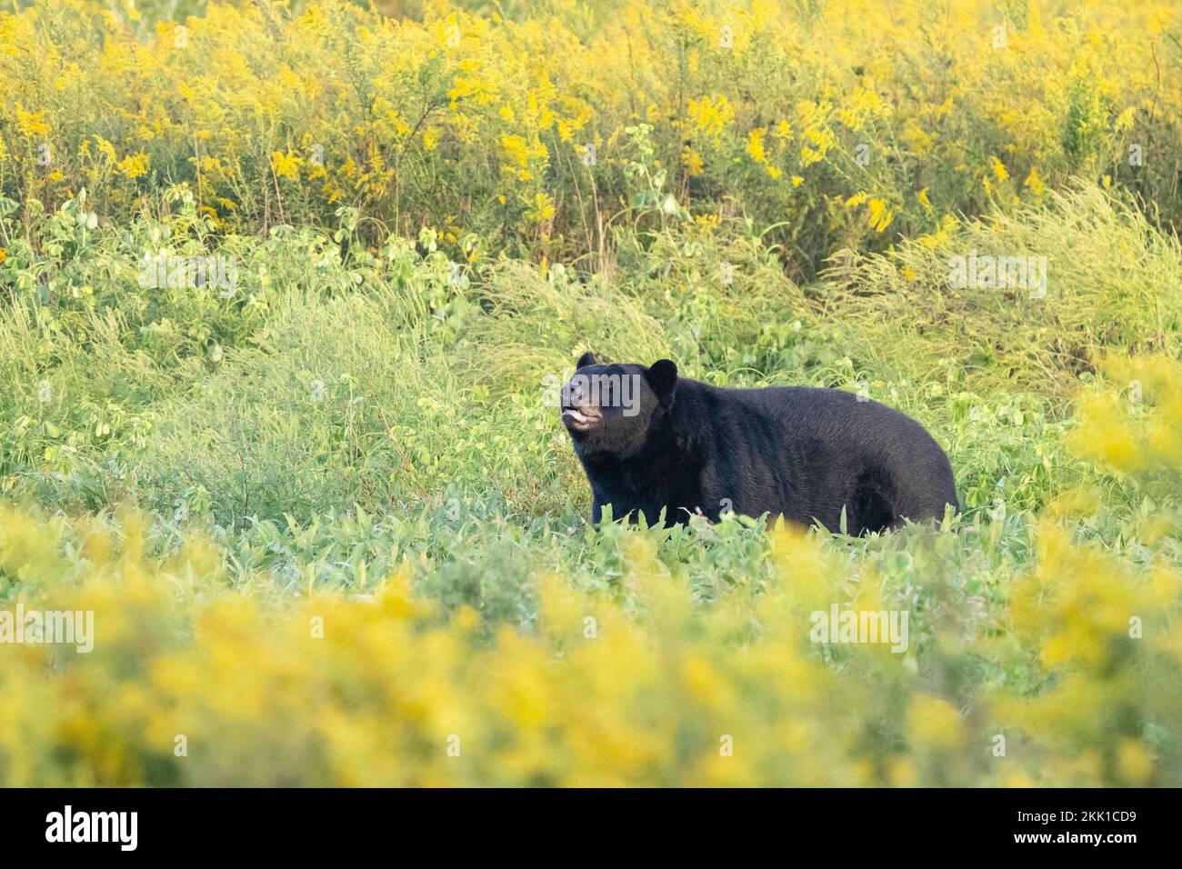 American Black Bear (Ursus americanus) in field of goldenrod Stock Photo