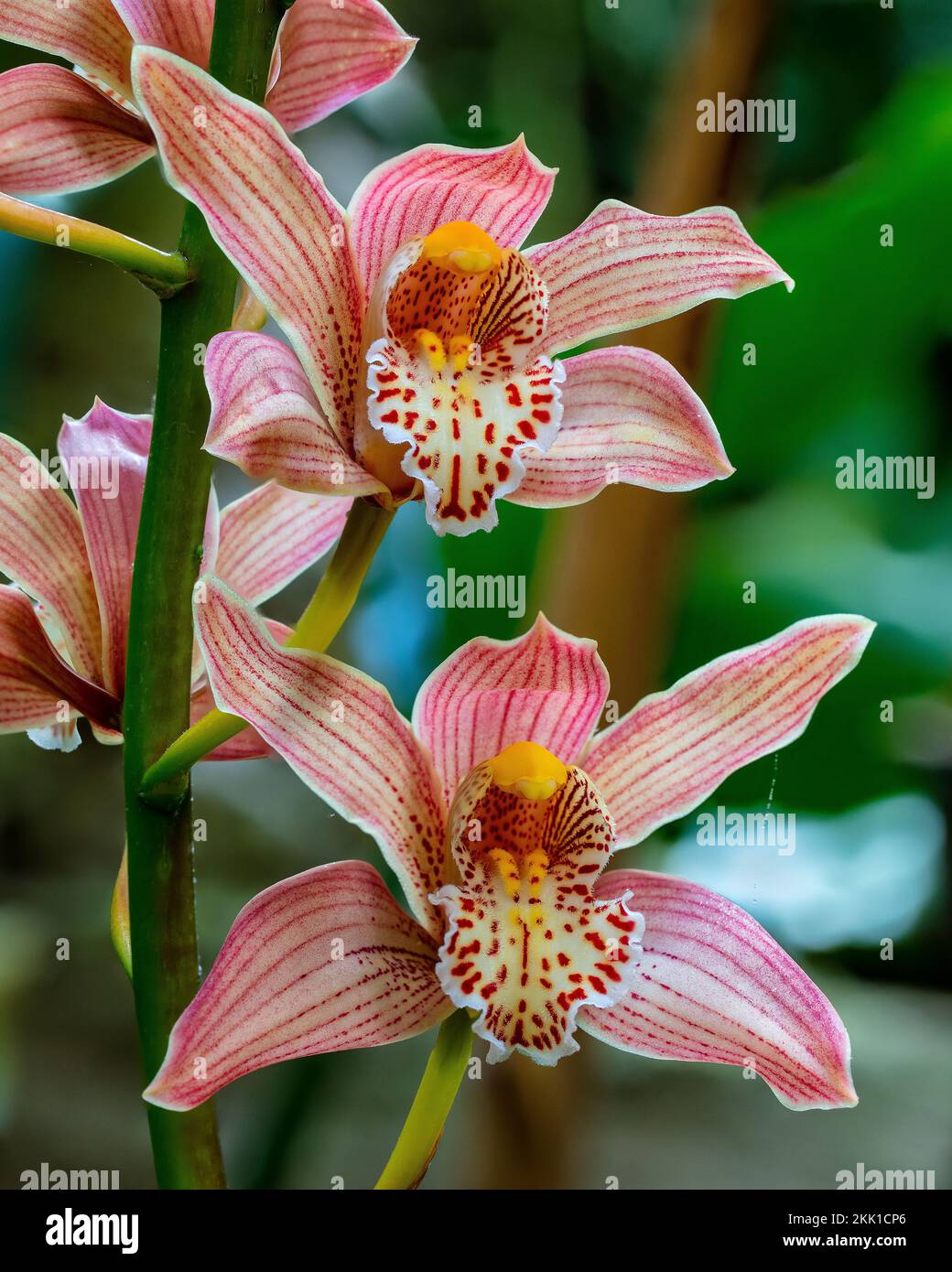 Pleione hybrid orchid display in the Ninfarium at Aberglasney Gardens Stock Photo