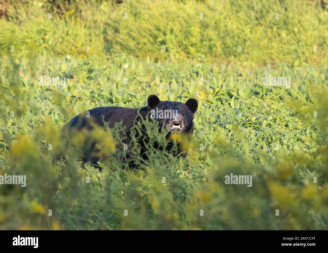 American Black Bear (Ursus americanus) in field of goldenrod with mouth open Stock Photo