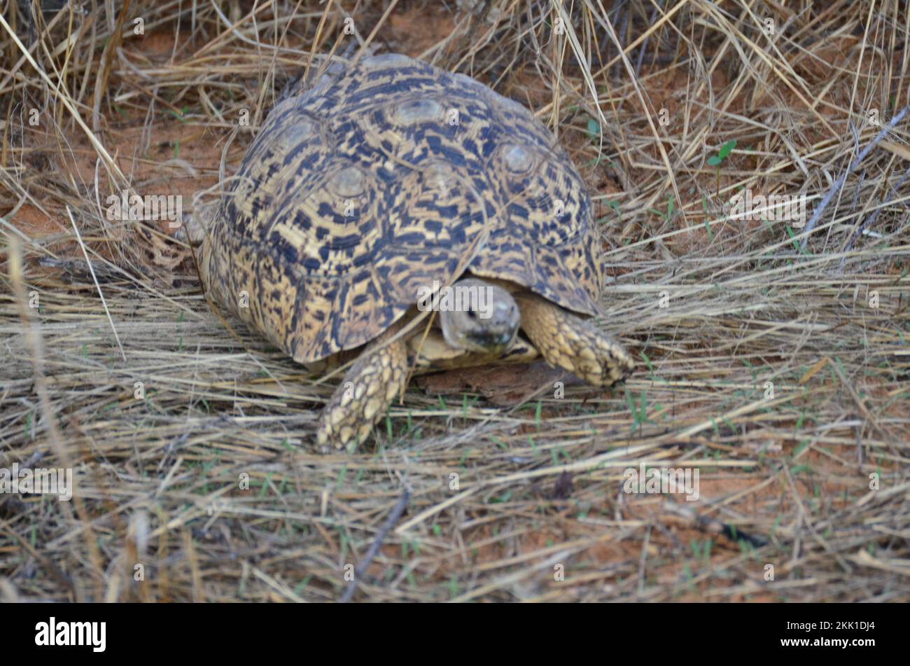Turtel in dry Grass and sand Namibia Afrika wild animal Stock Photo - Alamy