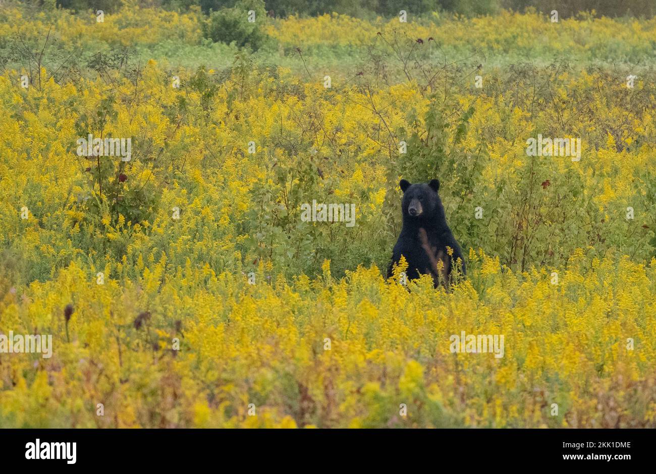 American Black Bear (Ursus americanus) standing in field of goldenrod Stock Photo