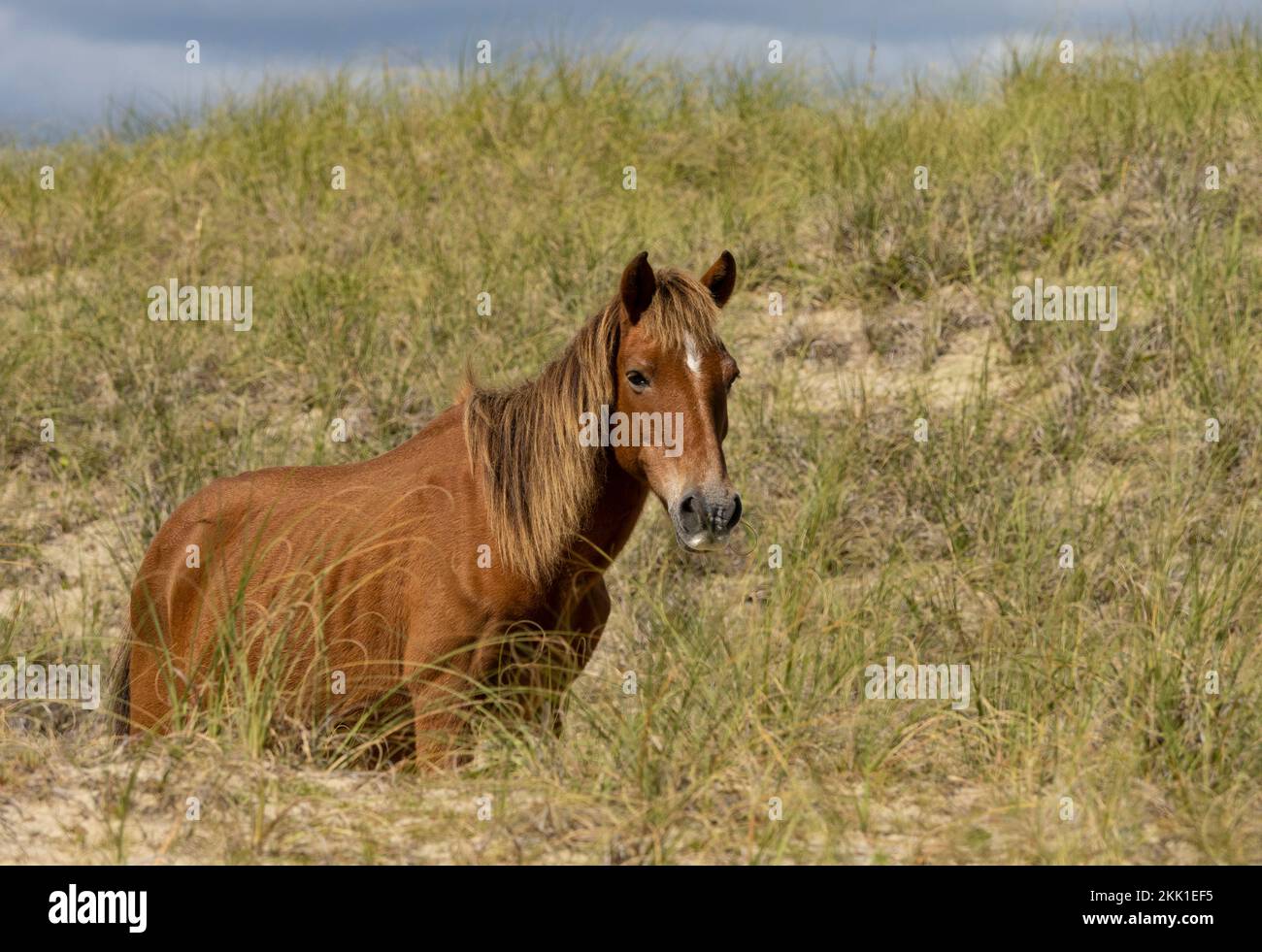 Wild horse (Equus ferus) Stock Photo