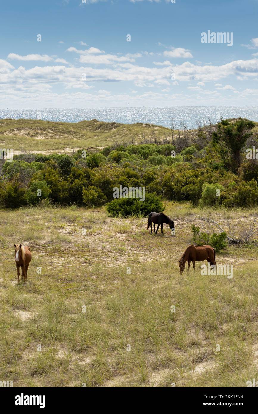 Wild horses (Equus ferus) grazing on sandy coastal grasses Stock Photo