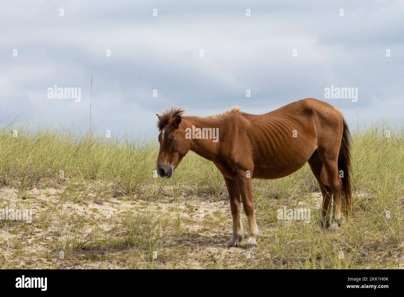 Wild horse (Equus ferus) Stock Photo