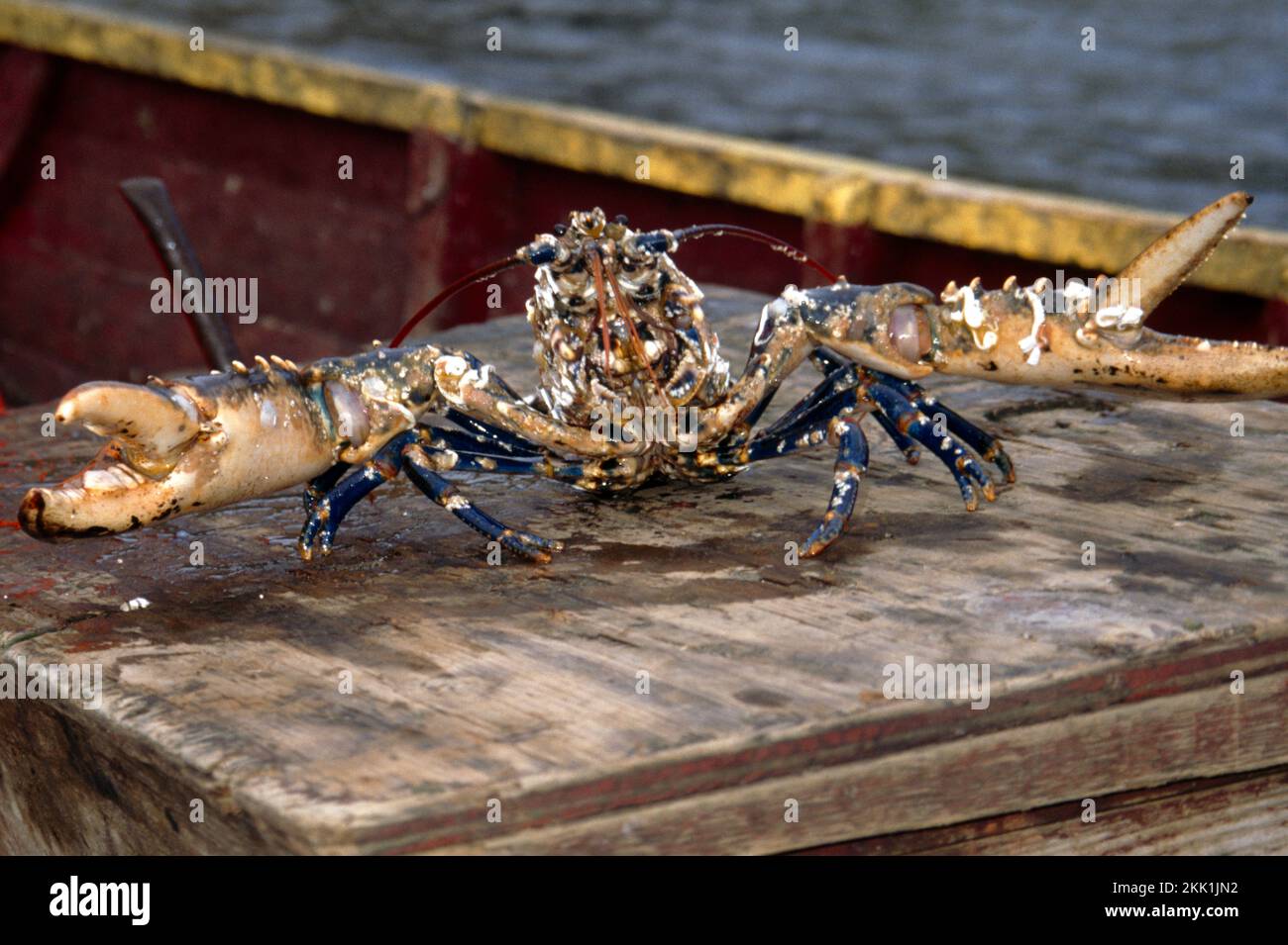 Live Lobster Foula Shetlands Scotland Stock Photo