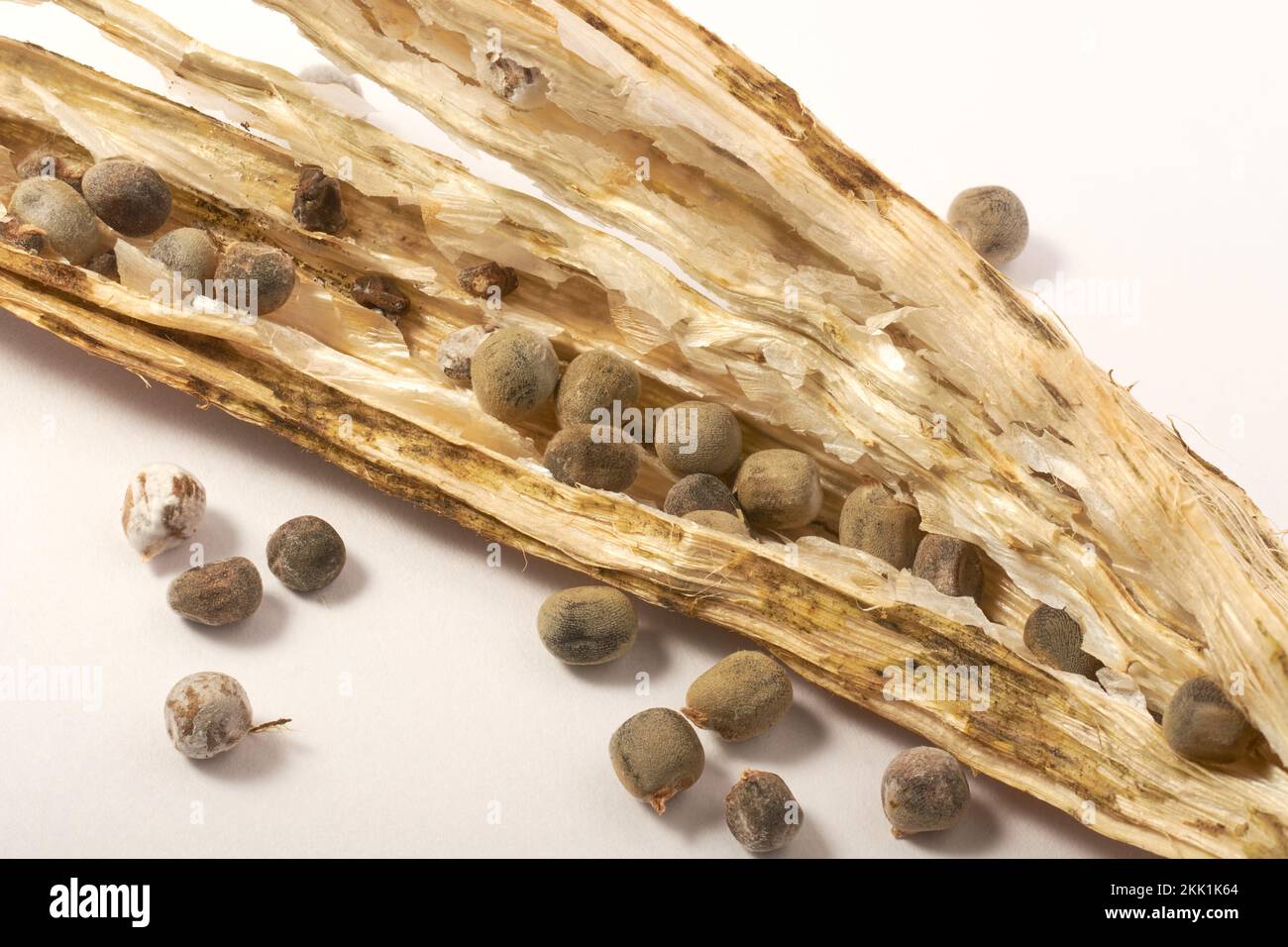 close-up macro view of okra or okro seeds with opened pod, also known as ladies' fingers, using dry vegetable to harvest seeds, isolated on white back Stock Photo