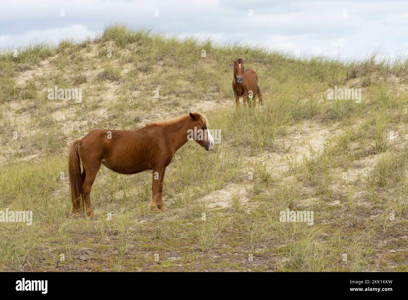 Wild horses (Equus ferus) Stock Photo