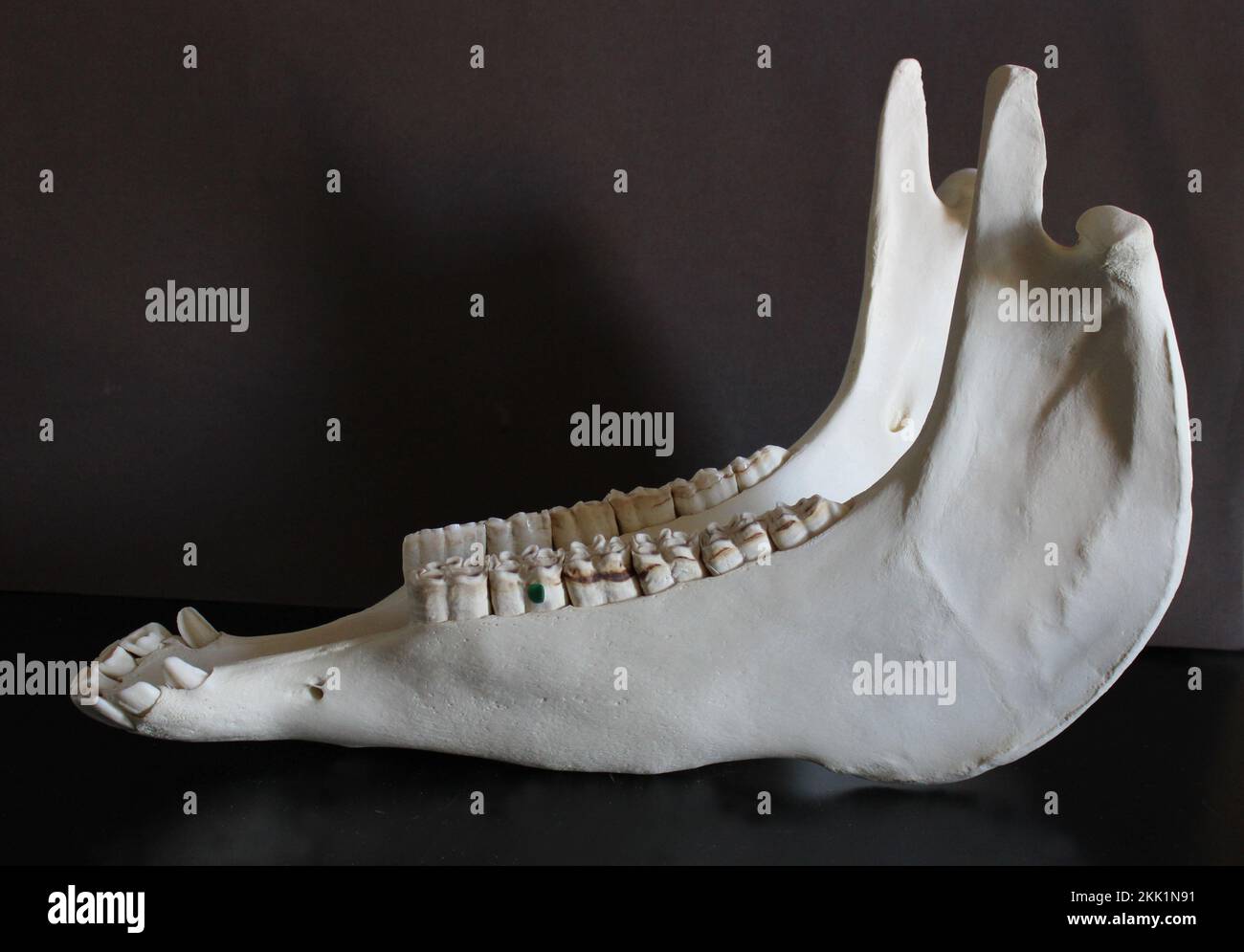 Horse skull photo. Horse teeth. Learning materials for veterinarians. Stock Photo