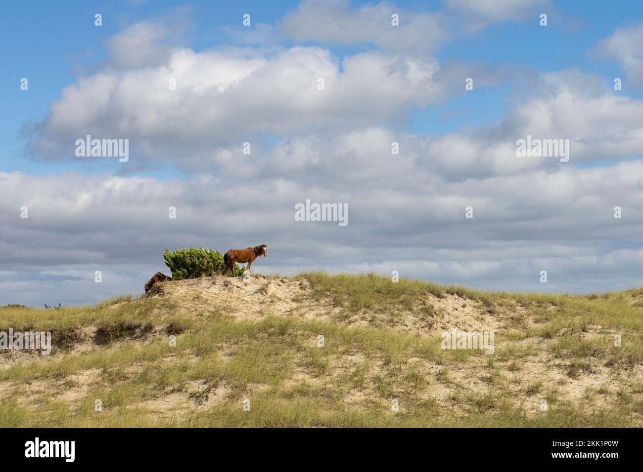 Wild horse (Equus ferus) standing on coastal beach hill with bush Stock Photo