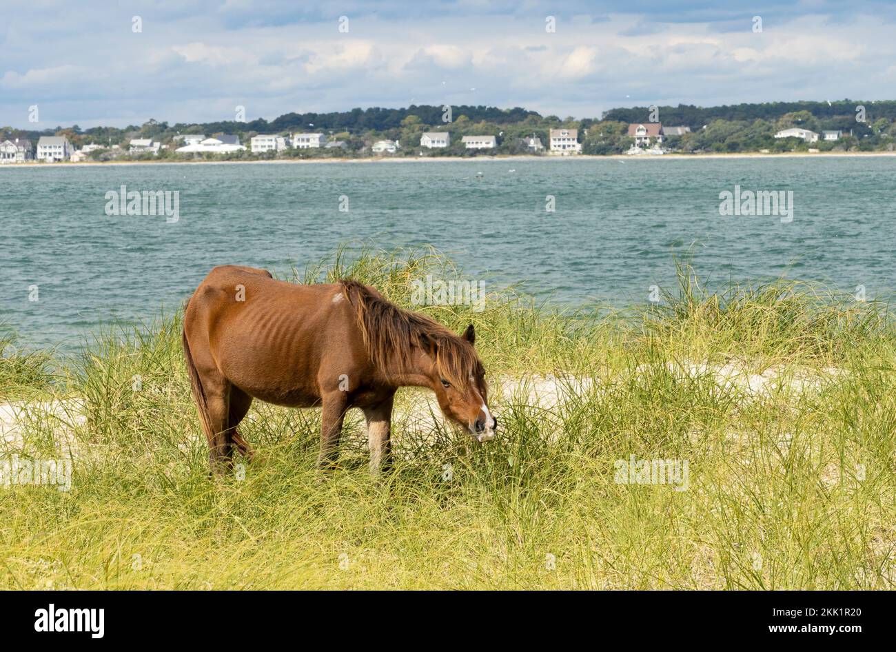 Wild horse (Equus ferus) grazing on coastal grassland near water with buildings in background Stock Photo