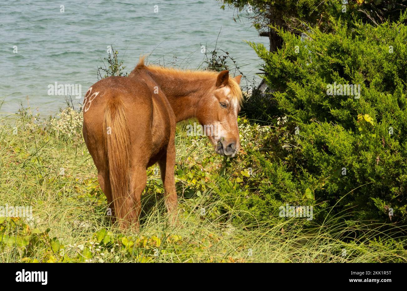 Wild horse (Equus ferus) grazing on coastal grassland near water Stock Photo