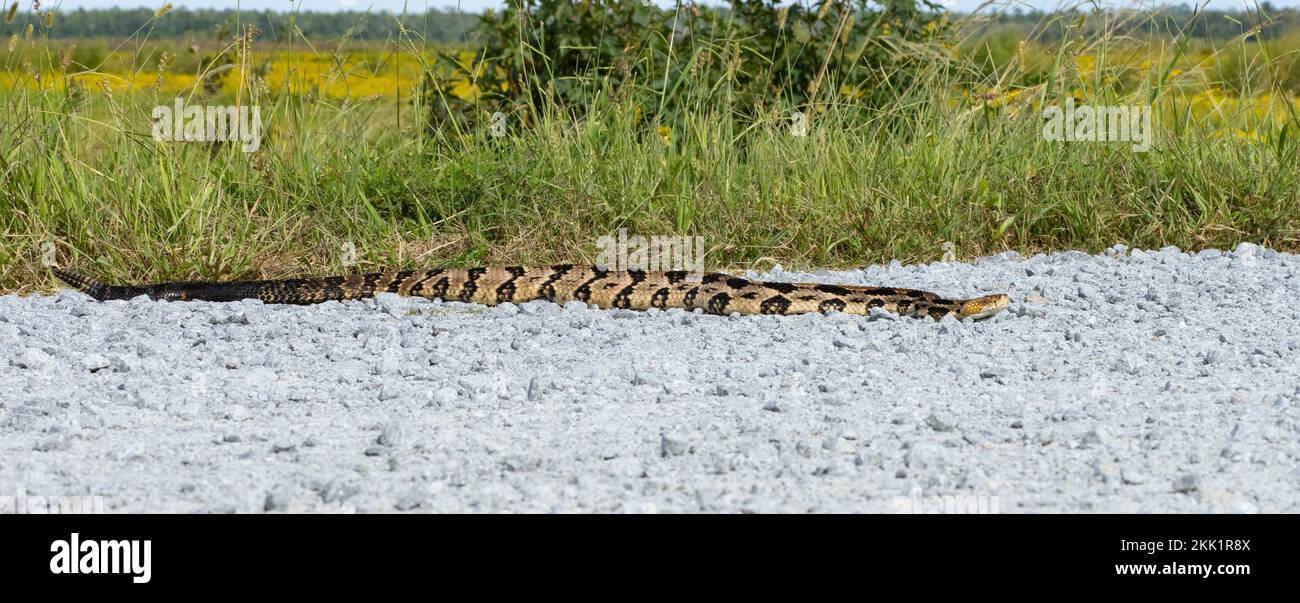 Timber Rattlesnake, Canebrake Rattlesnake, or Banded Rattlesnake (Crotalus horridus) on gravel road Stock Photo