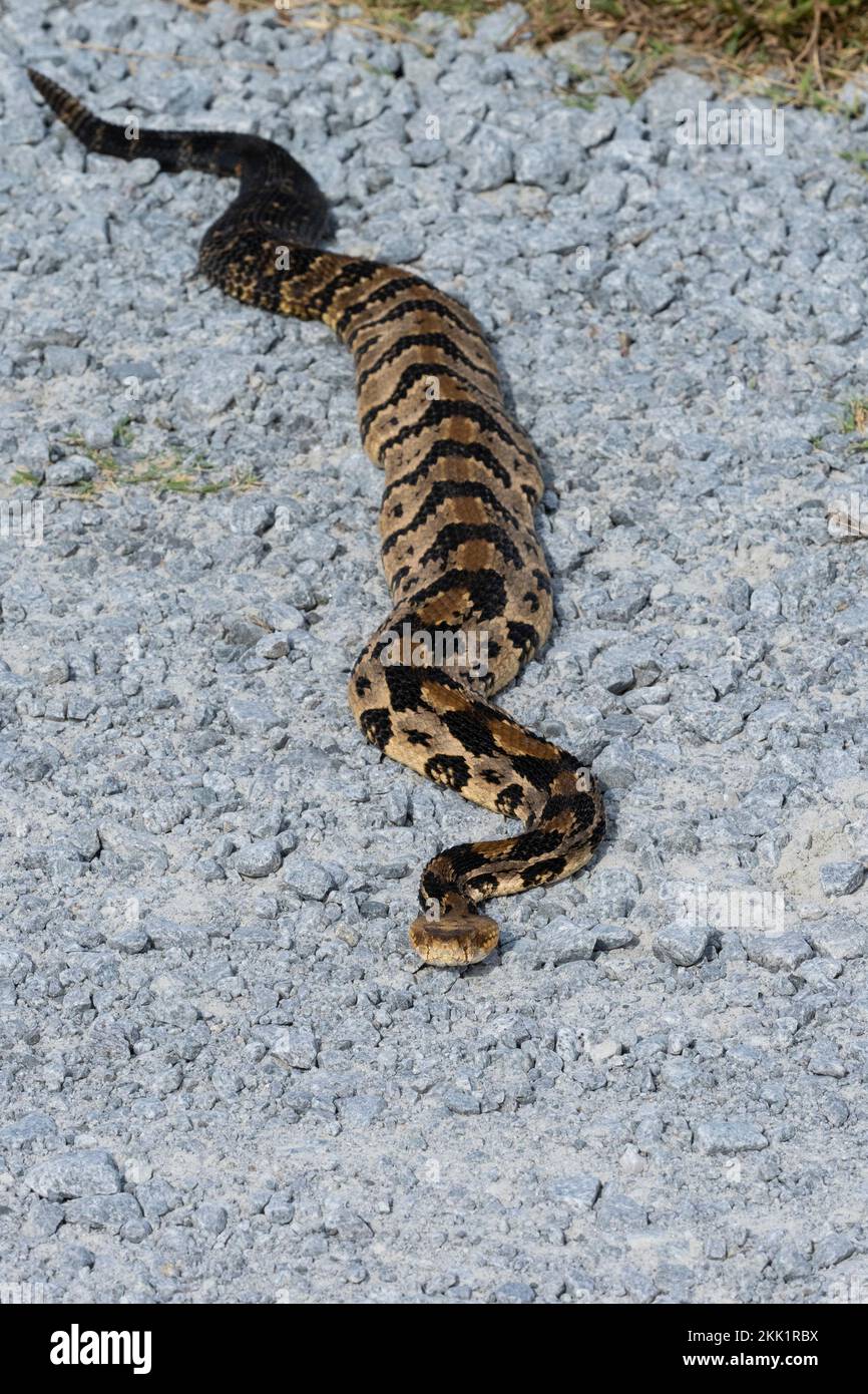 Timber Rattlesnake, Canebrake Rattlesnake, or Banded Rattlesnake (Crotalus horridus) on gravel road Stock Photo
