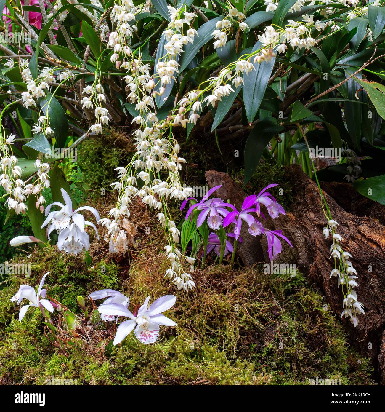 Pleione & Denrobiium Orchid display in the Ninfarium at Aberglasney Gardens Stock Photo