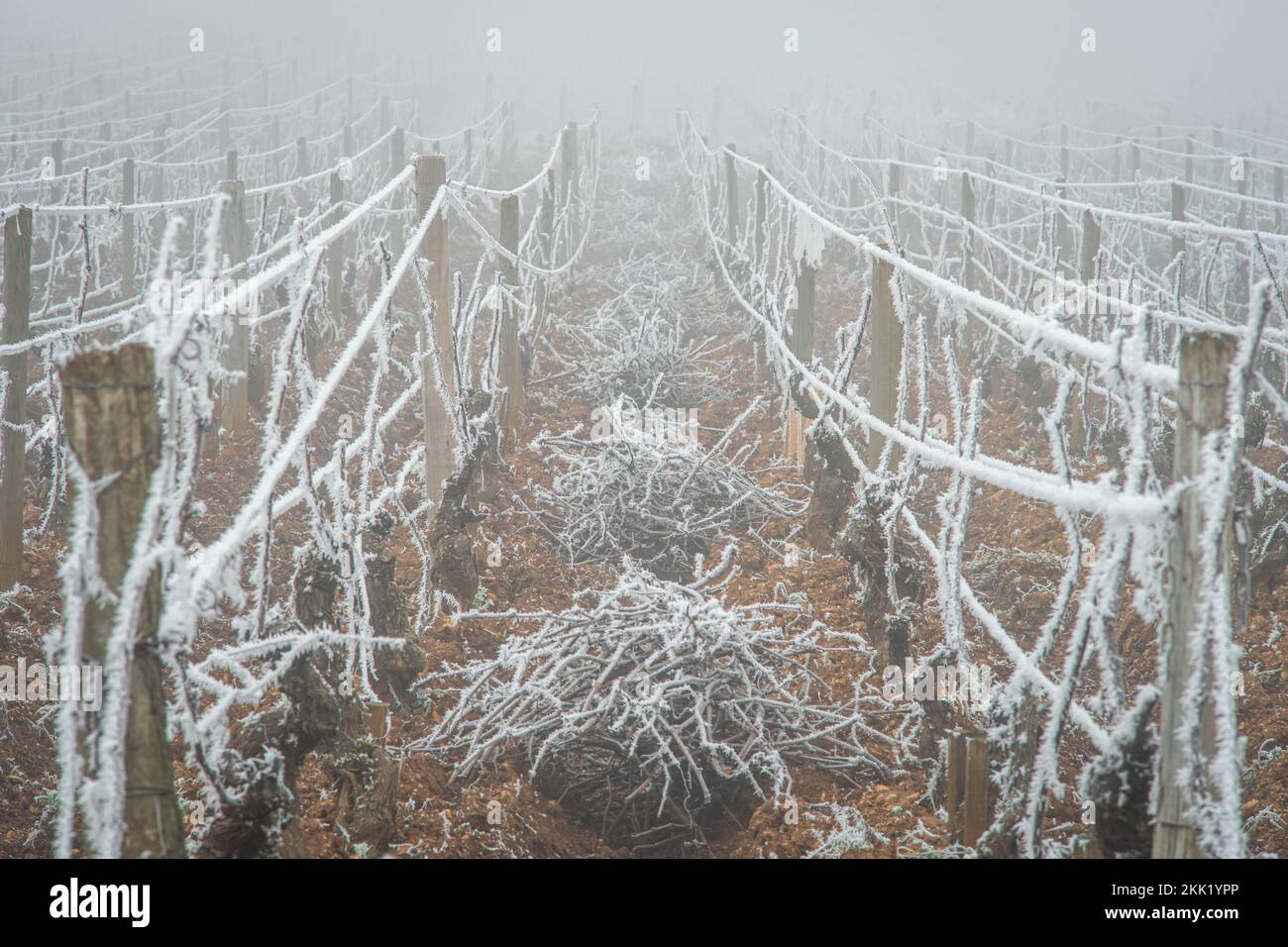 Frozen vineyards in winter, Burgundy, France. Vosne Romanee, Gevrey