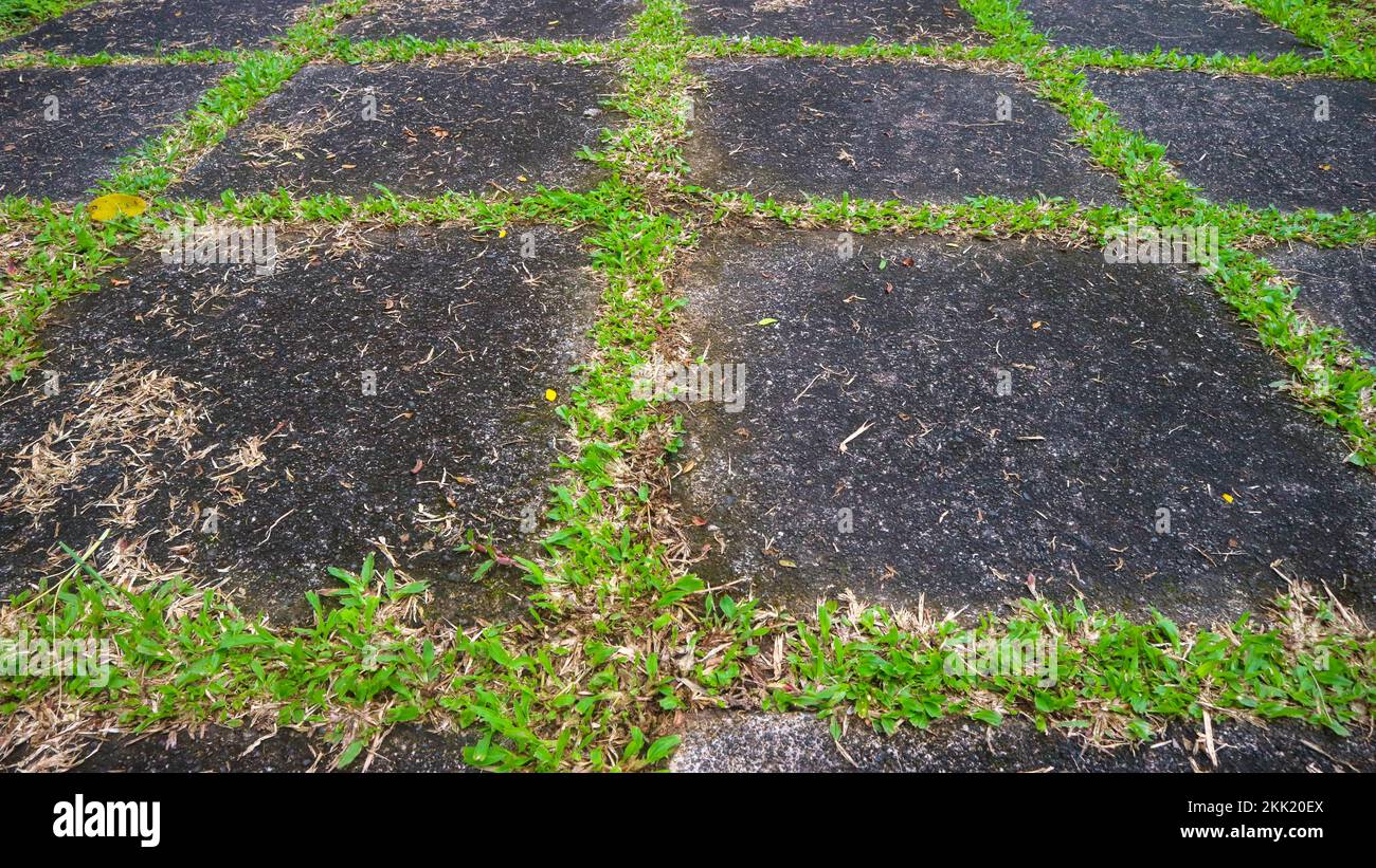 concrete block road with green grass in between. as background Stock
