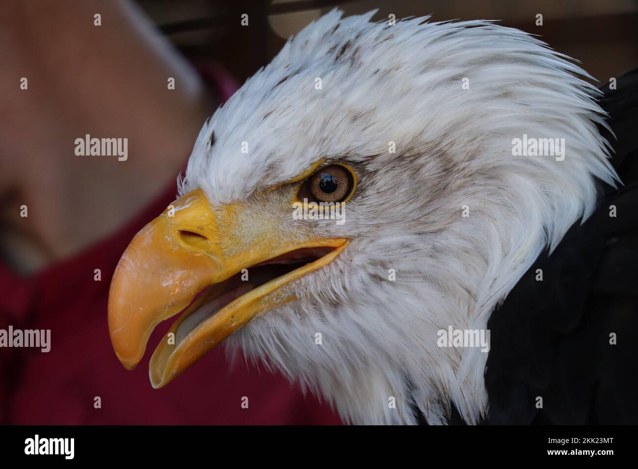 A closeup of a dangerous bald eagle head Stock Photo Alamy
