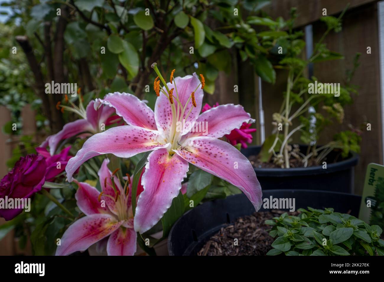 A closeup of a pink lily flowers (Lilium speciosum) growing in a pot in a green garden Stock Photo