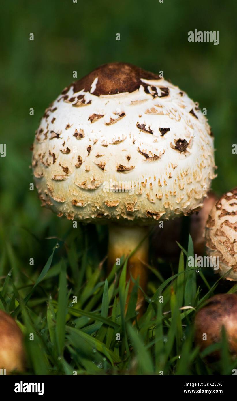 Close-up Focus On A Common Garden Variety Toadstool Fungi Known As The Magic Mushroom For Its Hallucinogenic Properties If Consumed Stock Photo