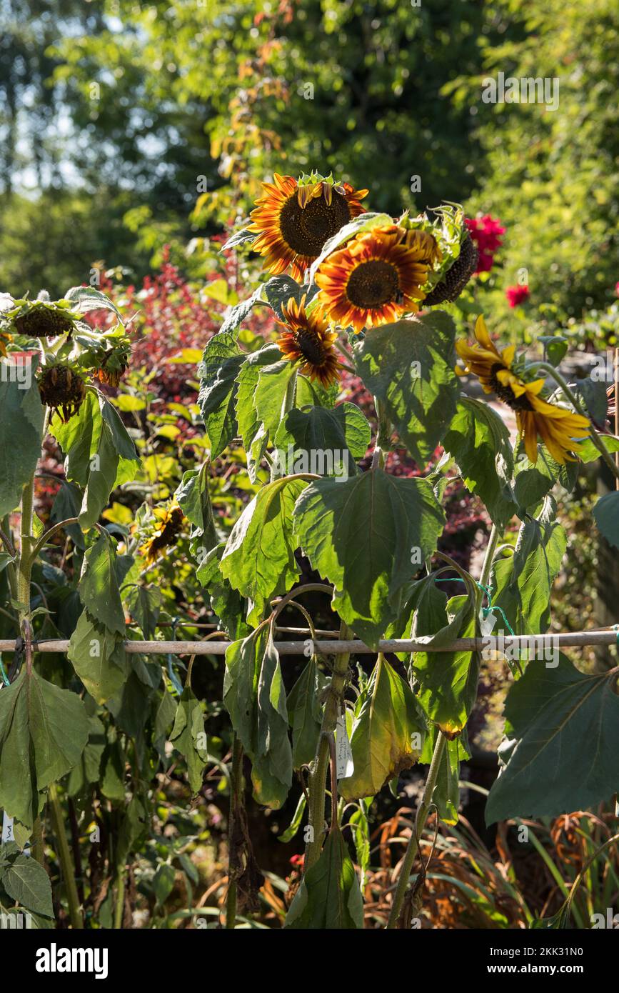 Helianthus annuus sunflowers wilting in serious heat of abnormal summer