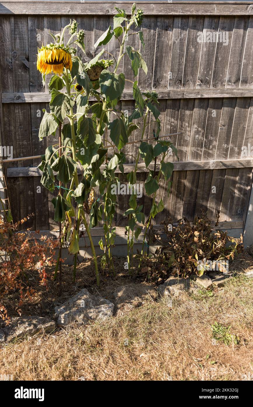 Helianthus annuus sunflowers wilting in serious heat of abnormal summer