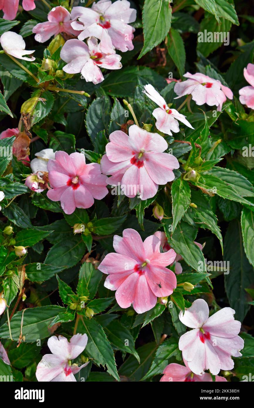 New Guinea Impatiens flowers on garden Stock Photo Alamy