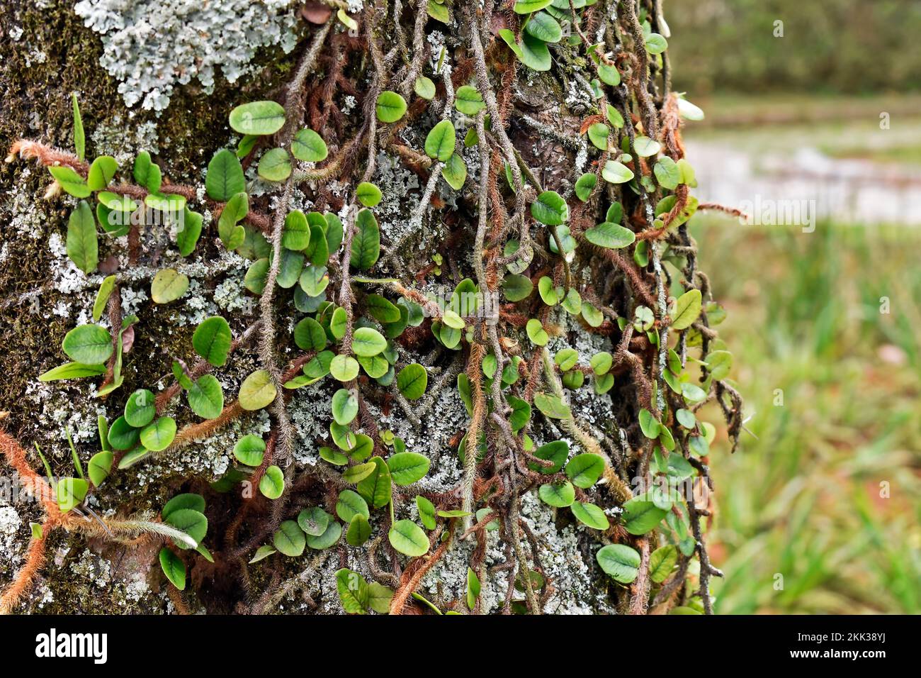 Vine ferns or snakeferns on tree trunk (Microgramma squamulosa) Stock Photo