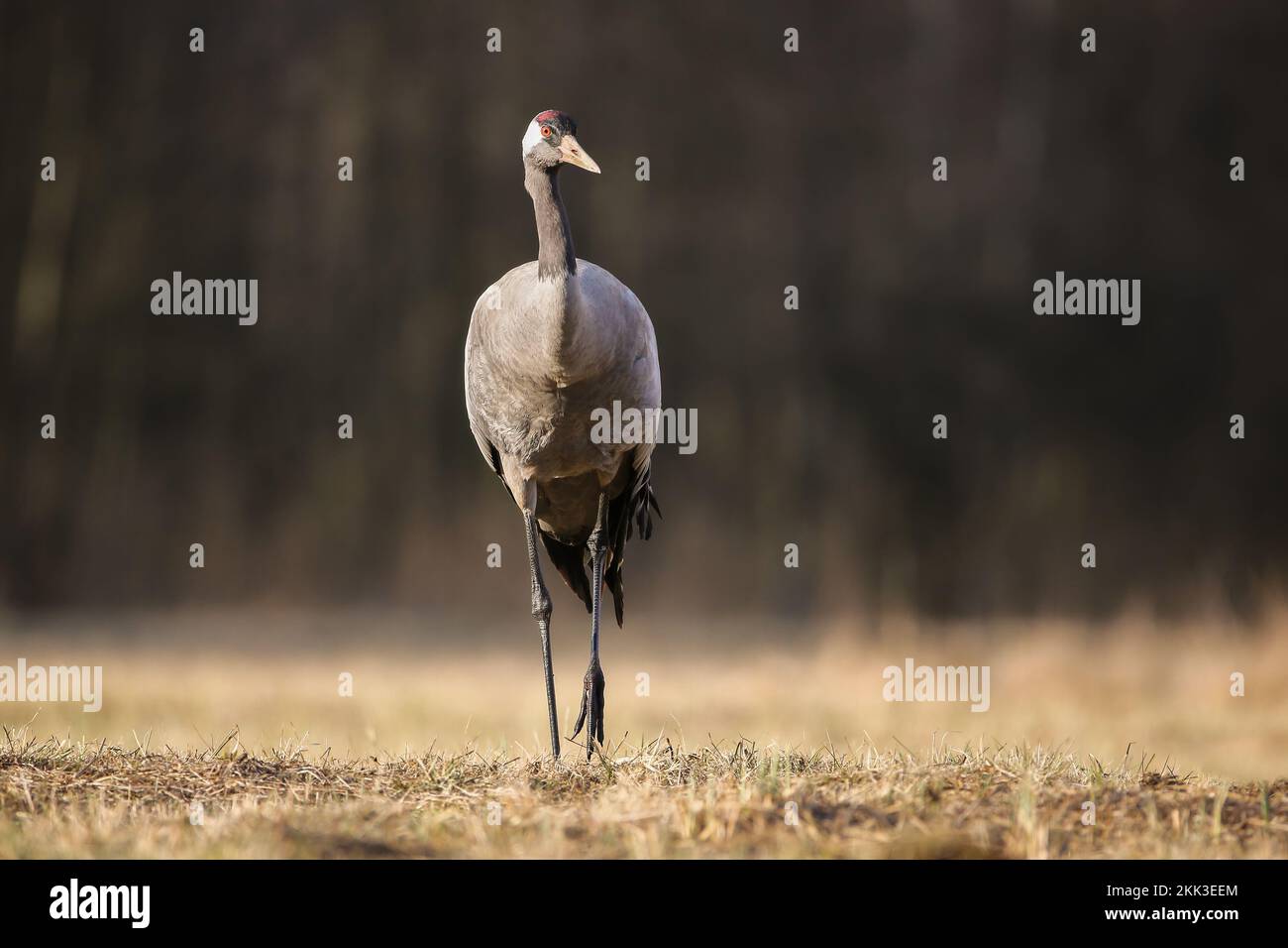 Common crane approaching on dry meadow in autumn from front Stock Photo ...