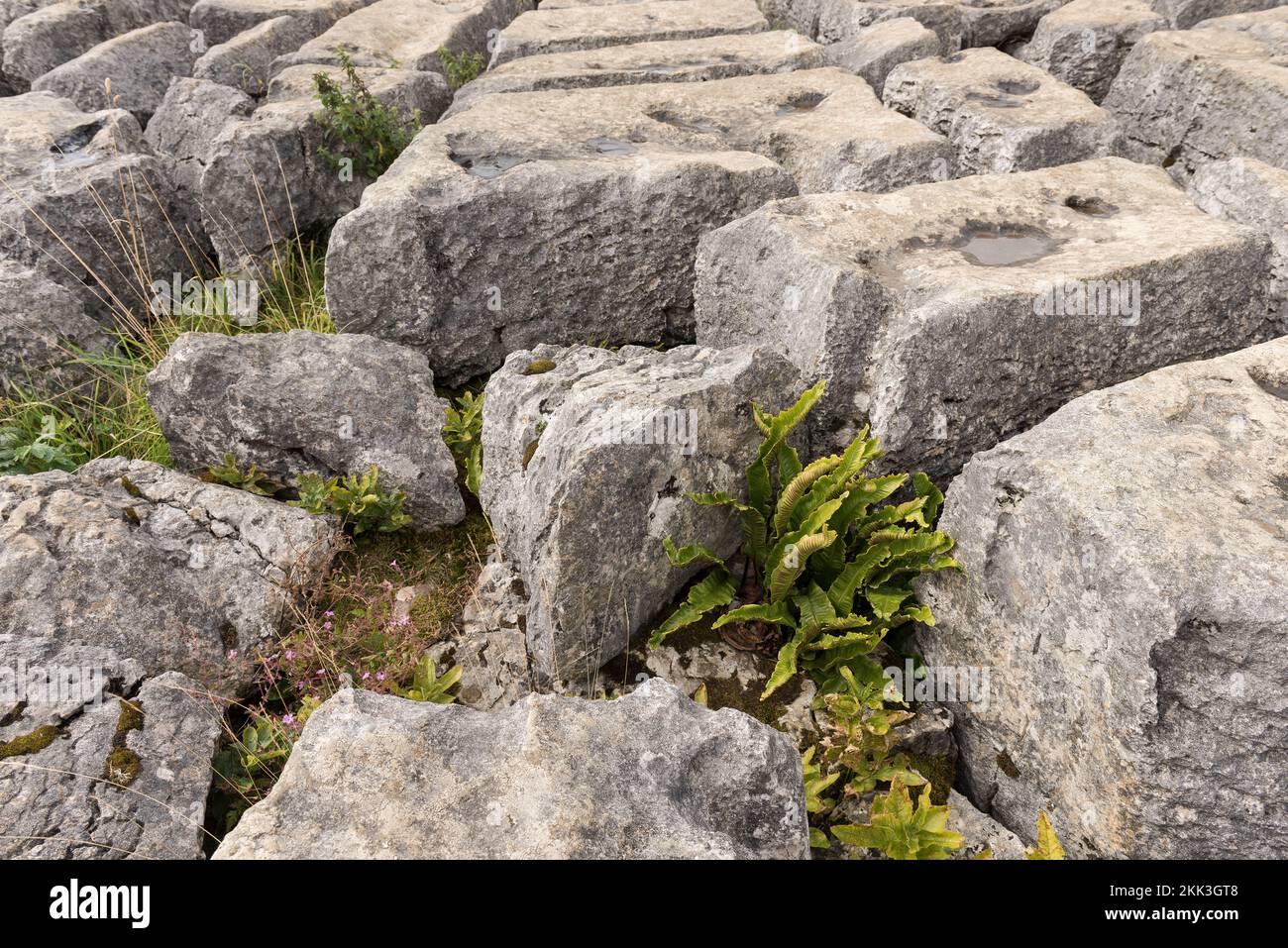 Malham Cove, a fault on the middle Craven Fault,the gaps clints provide an ideal habitat for light loving limestone grassland plants and ferns Stock Photo