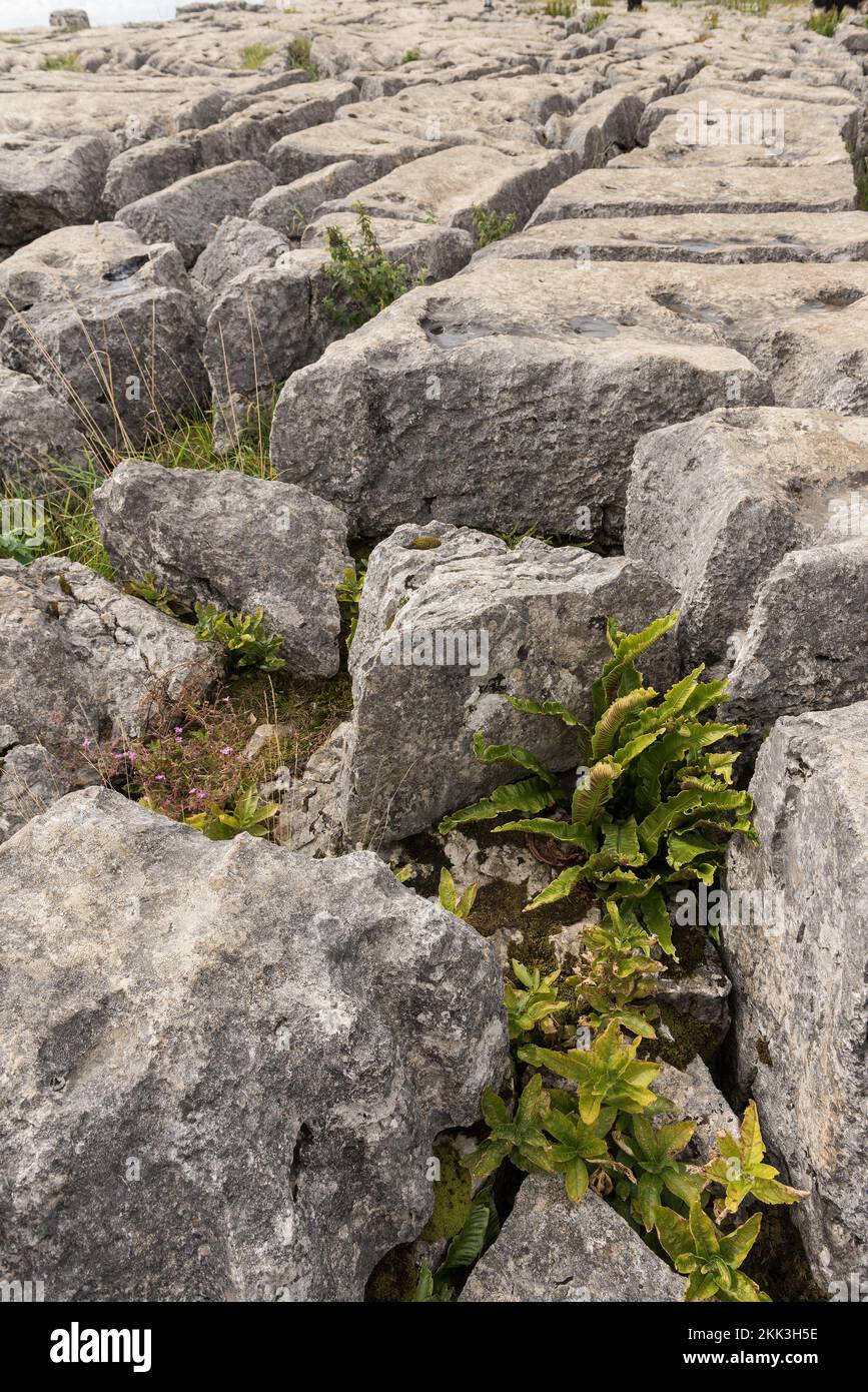 Malham Cove, a fault on the middle Craven Fault,the gaps clints provide an ideal habitat for light loving limestone grassland plants and ferns Stock Photo