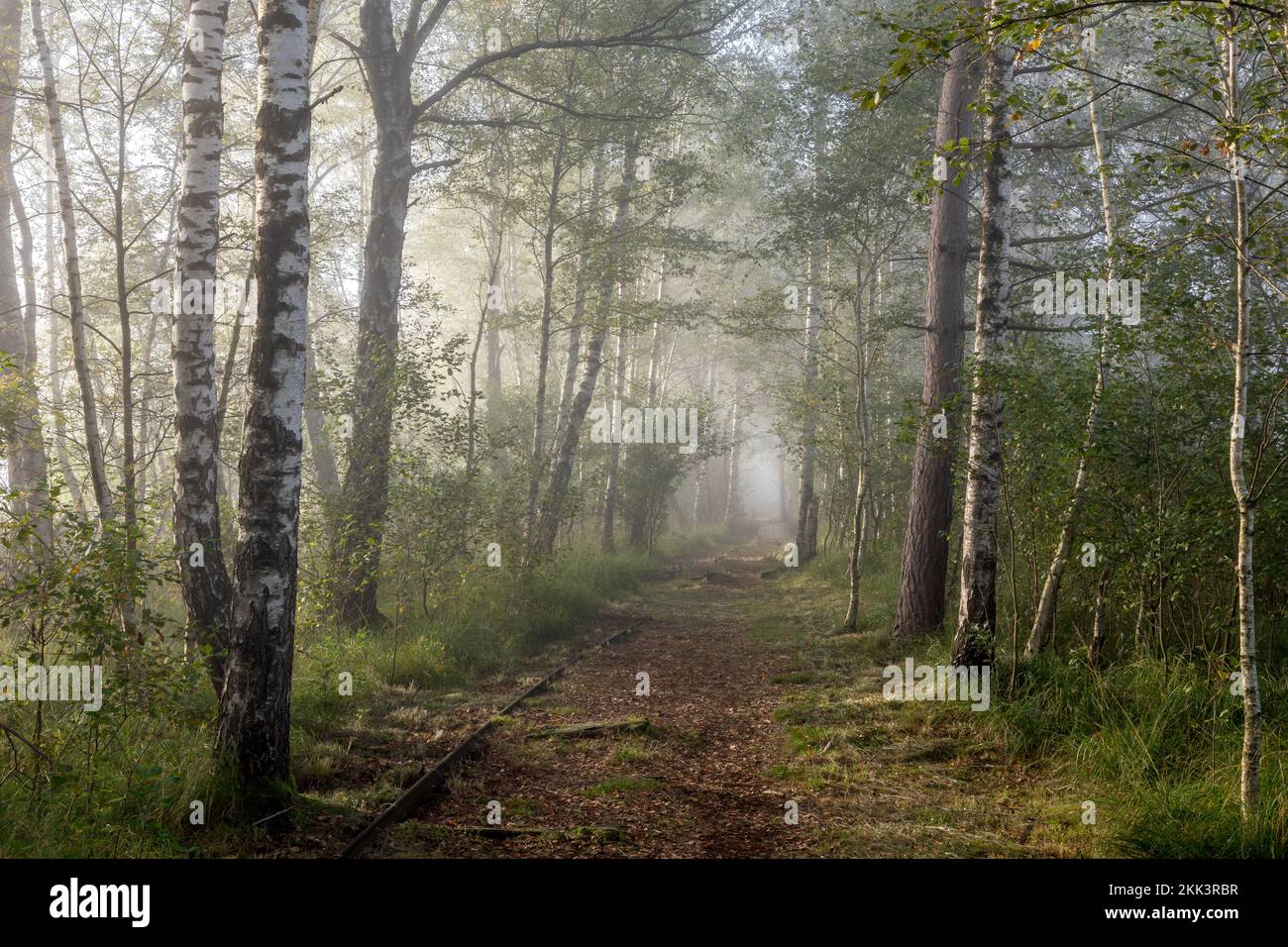 Birch alley in Kendlmuehlfilzen, high moor near Grassau, Bavria, Germany Stock Photo