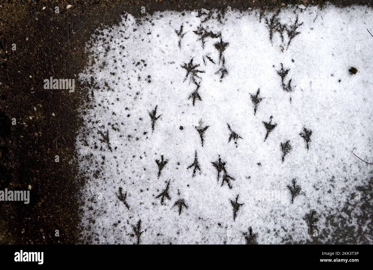 Bird prints in thin snow showing pattern, Blackbird, natural history ...