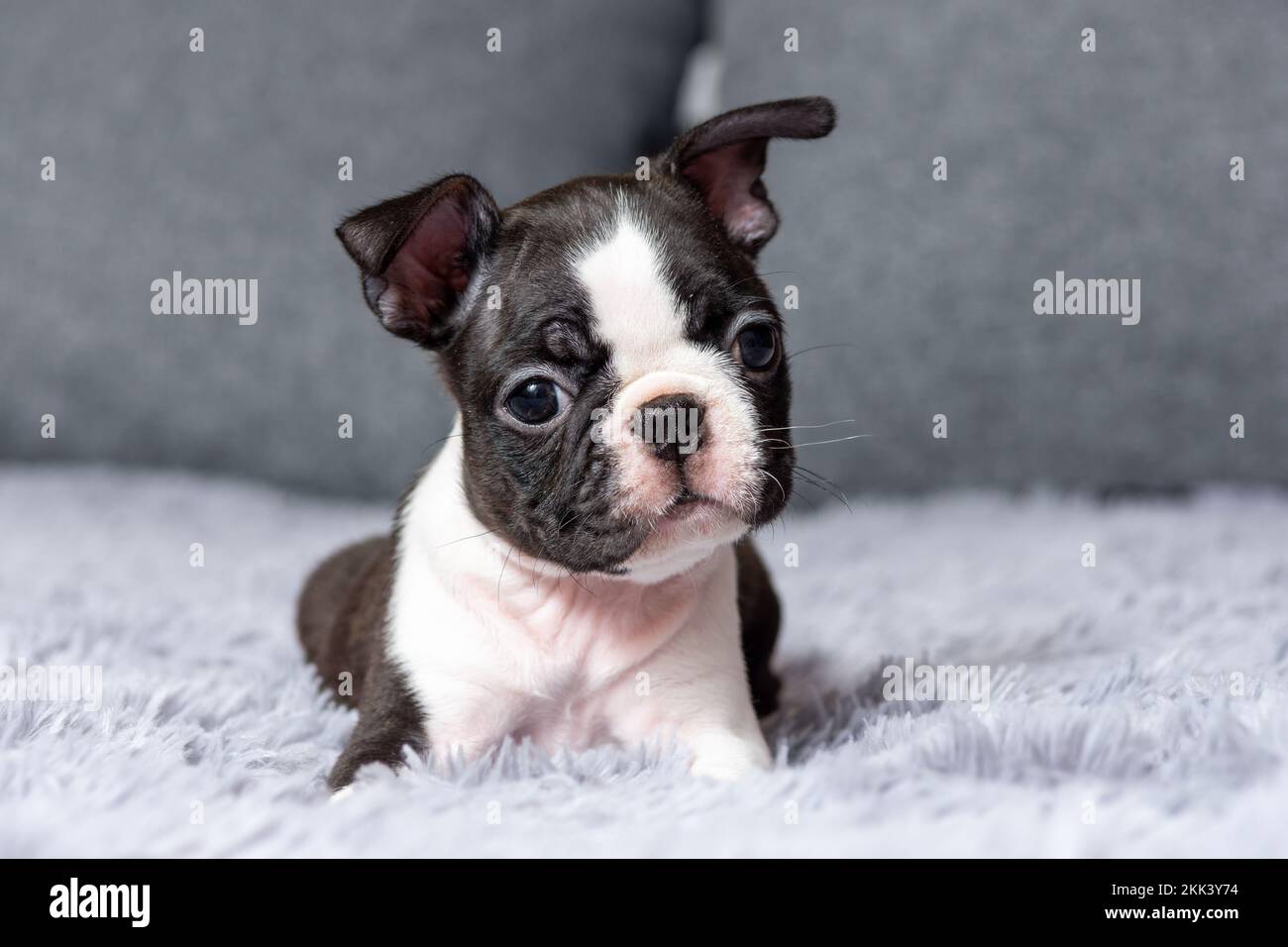 Portrait of a cute little two-month-old Boston Terrier puppy lying on the bed Stock Photo