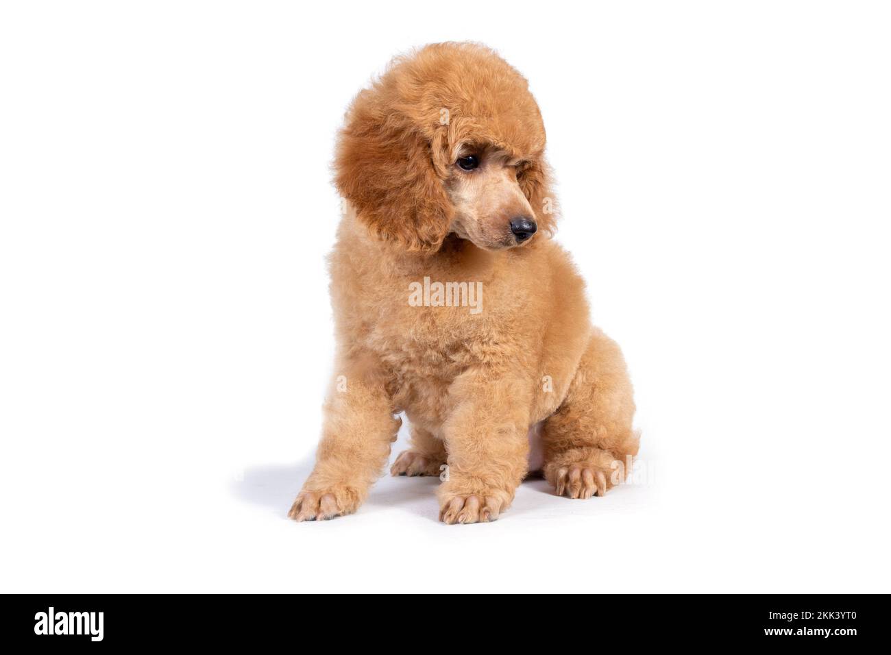 Apricot miniature poodle Cut Out Stock Images Pictures Alamy