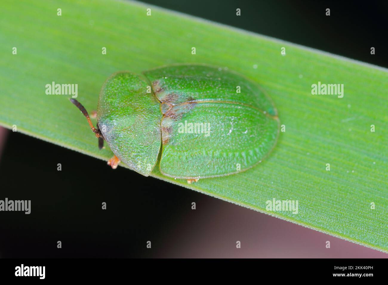 Green Tortoise Beetle - Cassida viridis. A beetle on a grass leaf. Stock Photo