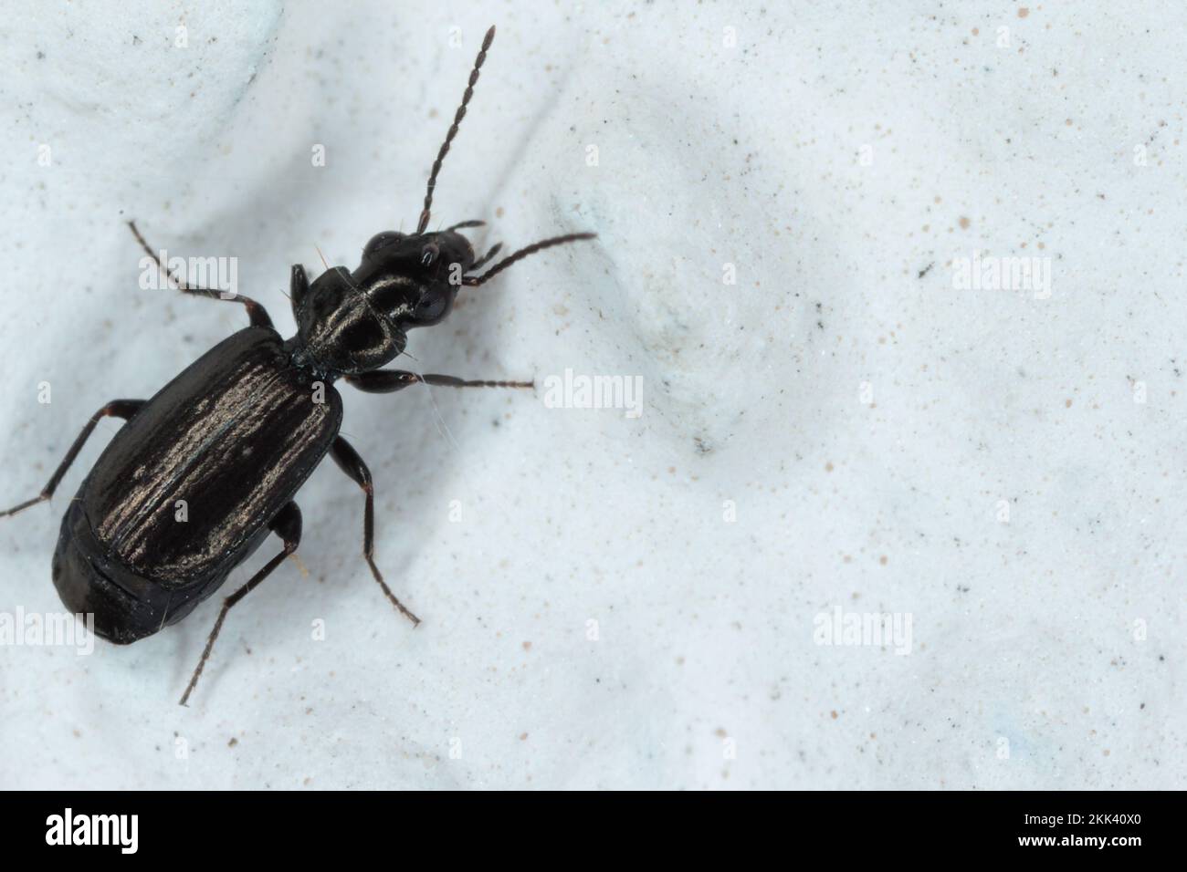 A tiny beetle of the family Carabidae (Ground beetles) on the wall of a building. Stock Photo