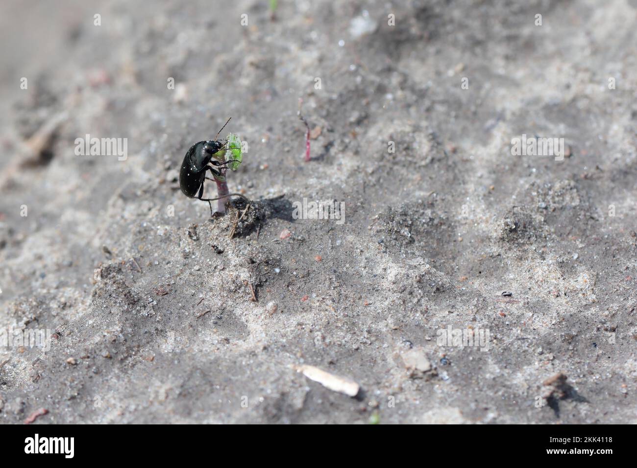 A beetle of the genus Amara (Carabid, ground beetle) eating a young plant in a crop field. Crop parasite. Stock Photo