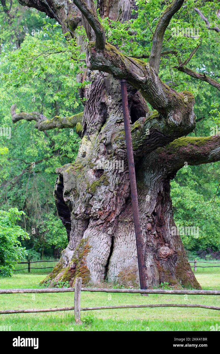 Old oak tree, Quercus, Rogalin, Poland. Stock Photo
