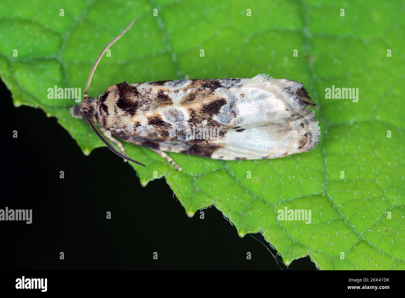 Adult Tortricid Leafroller Moth of the Family Tortricidae. Stock Photo