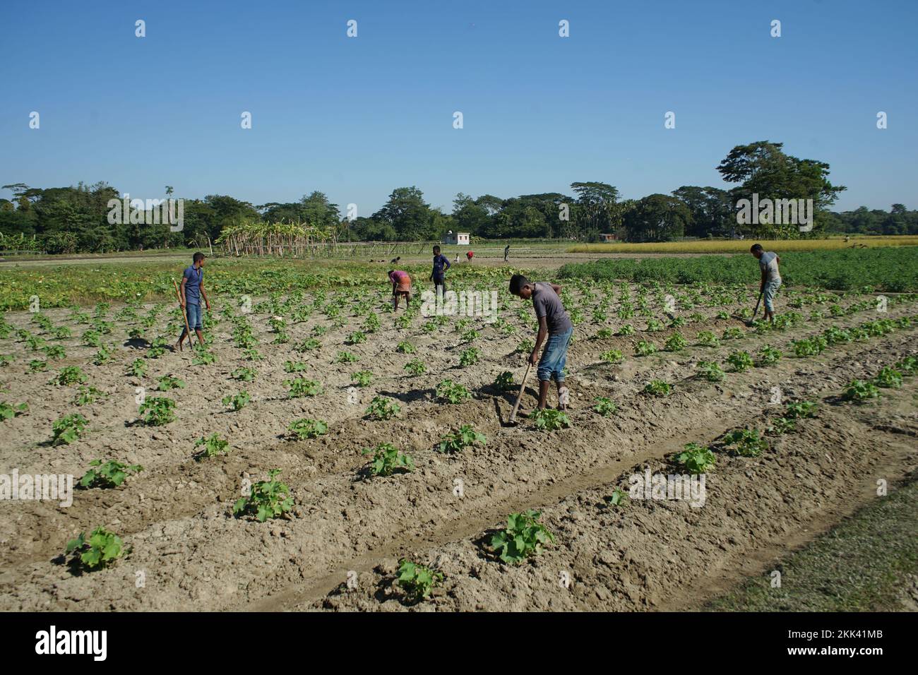 Sylhet, Sylhet, Bangladesh. 25th Nov, 2022. farmers are tending tomato field. Winter is going on according to the seasons of Bangladesh. So farmers are spending busy time in cultivation of winter vegetables in Kamal bazar area of Sylhet. (Credit Image: © Md Akbar Ali/ZUMA Press Wire) Stock Photo