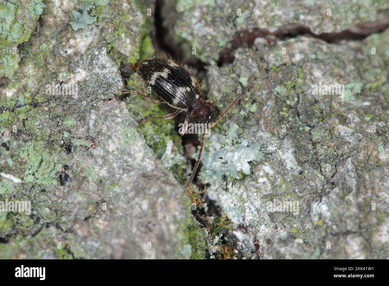 White-marbled spider beetle, white-marked spider beetle (Ptinus fur), imago. Stock Photo