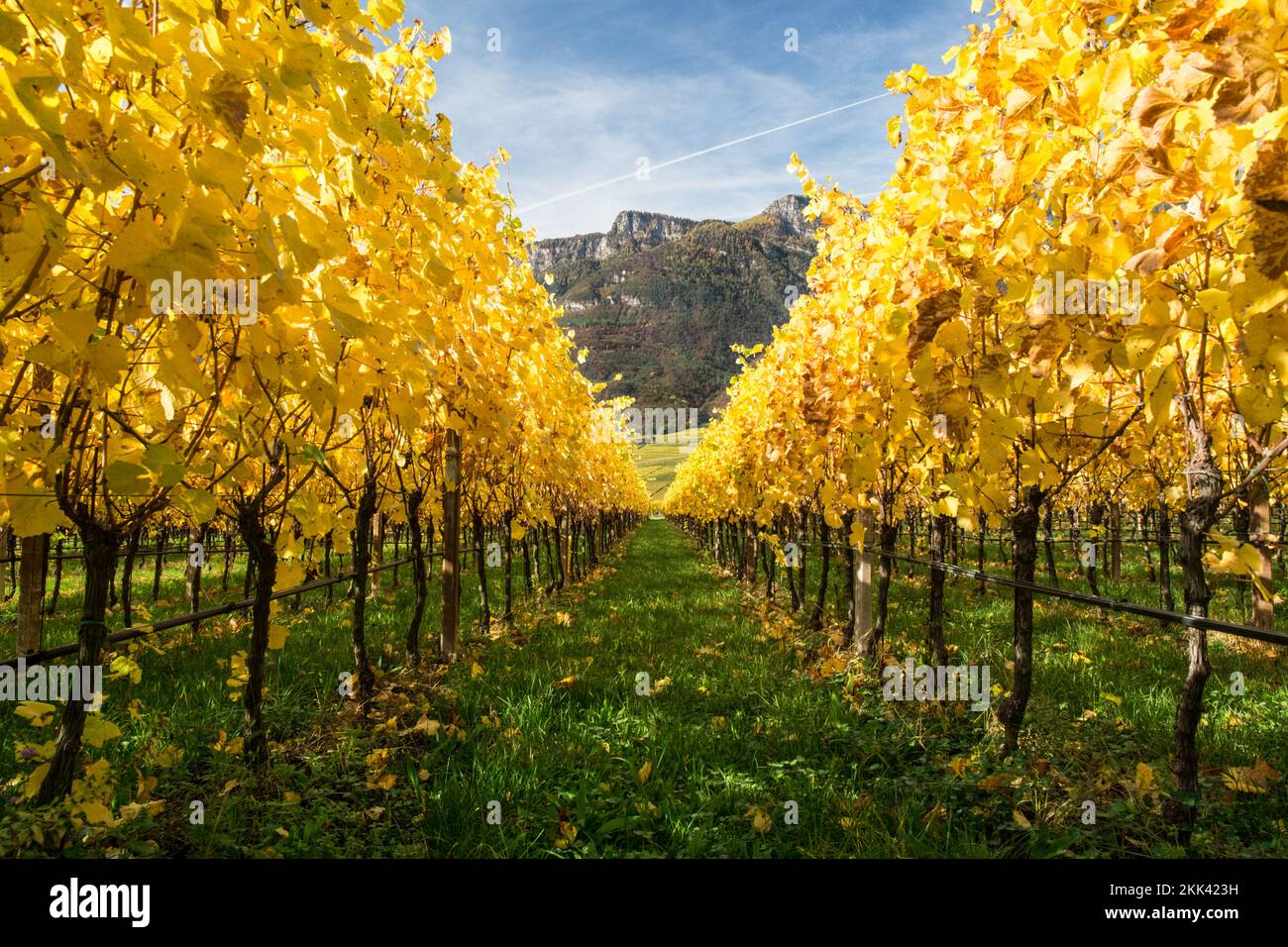 Goldene Weinstöcke im Herbst Stock Photo