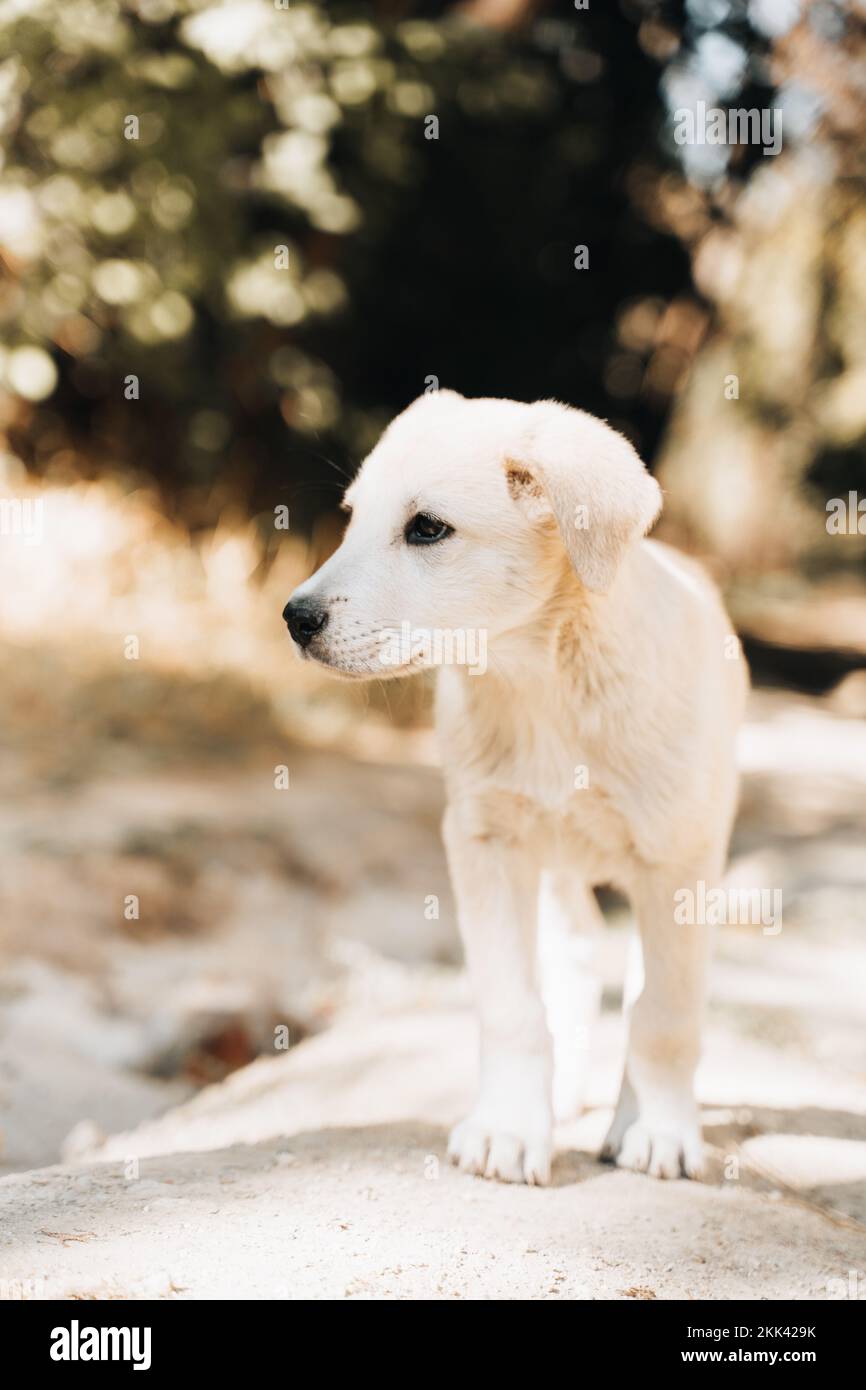 Golden Retriever Labrador Puppy eating trash litter by human sad Stock