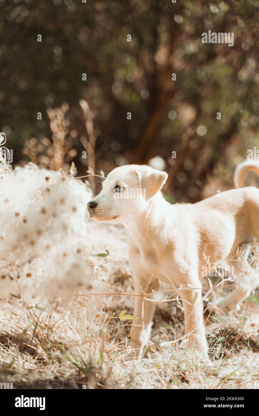 Golden Retriever Labrador Puppy eating trash litter by human sad Stock